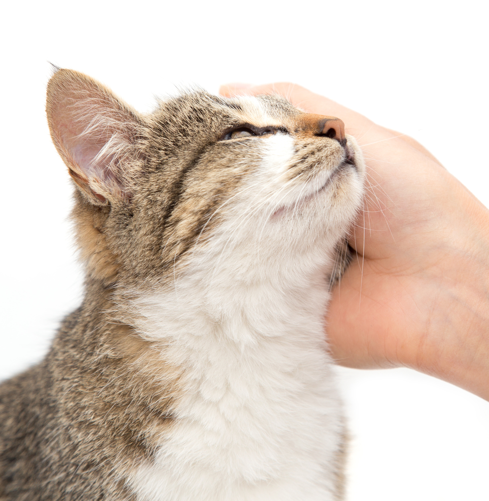 think-you-know-your-cat-study-suggests-not-the-exeter-daily