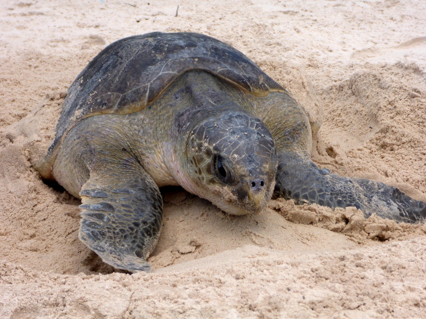 Study reveals largest turtle breeding colony in the Atlantic | The ...