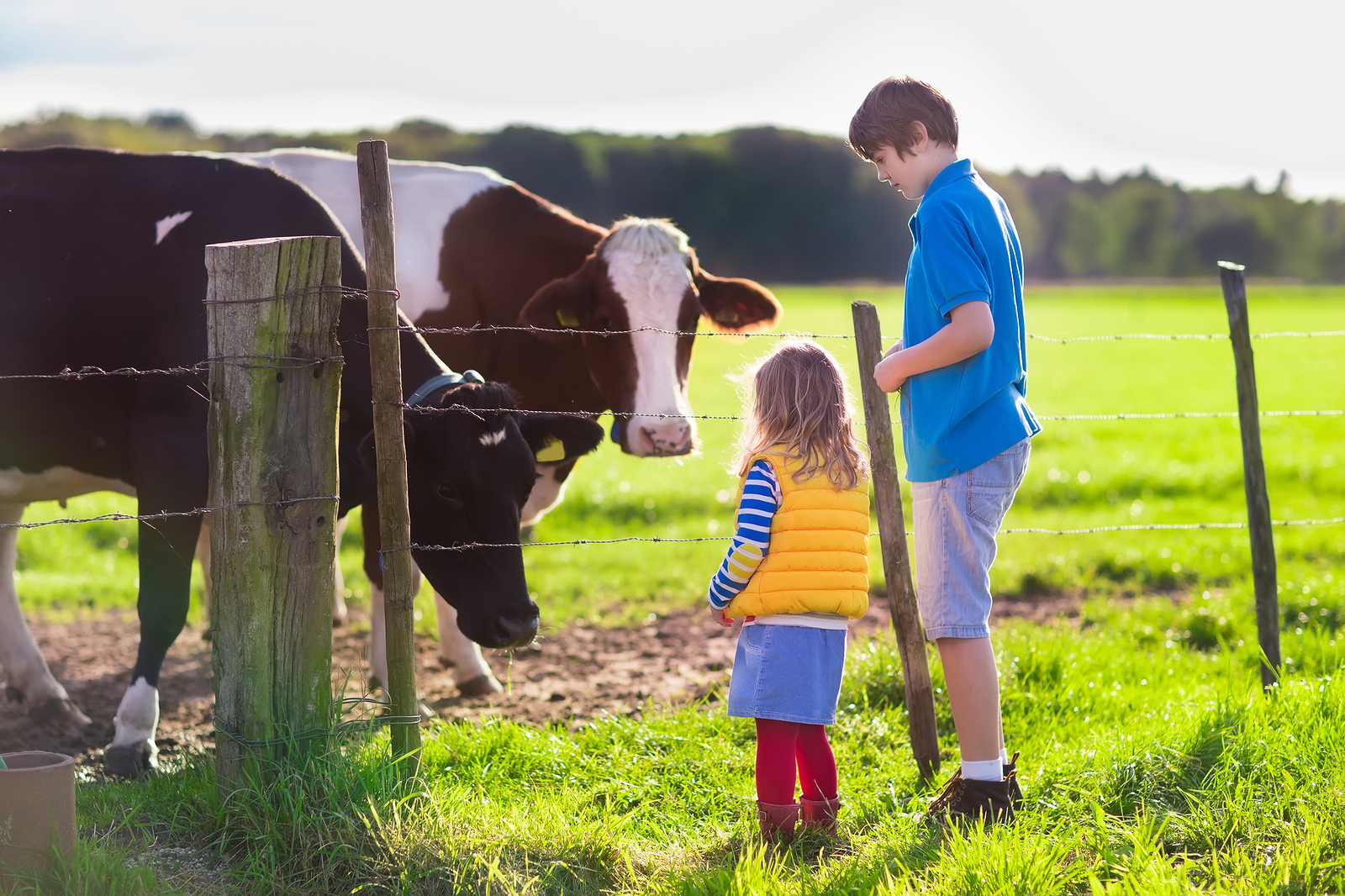 Child making farm. Ферма для детей. Агротуризм коровы. Корова для детей. Коровы на ферме для детей.