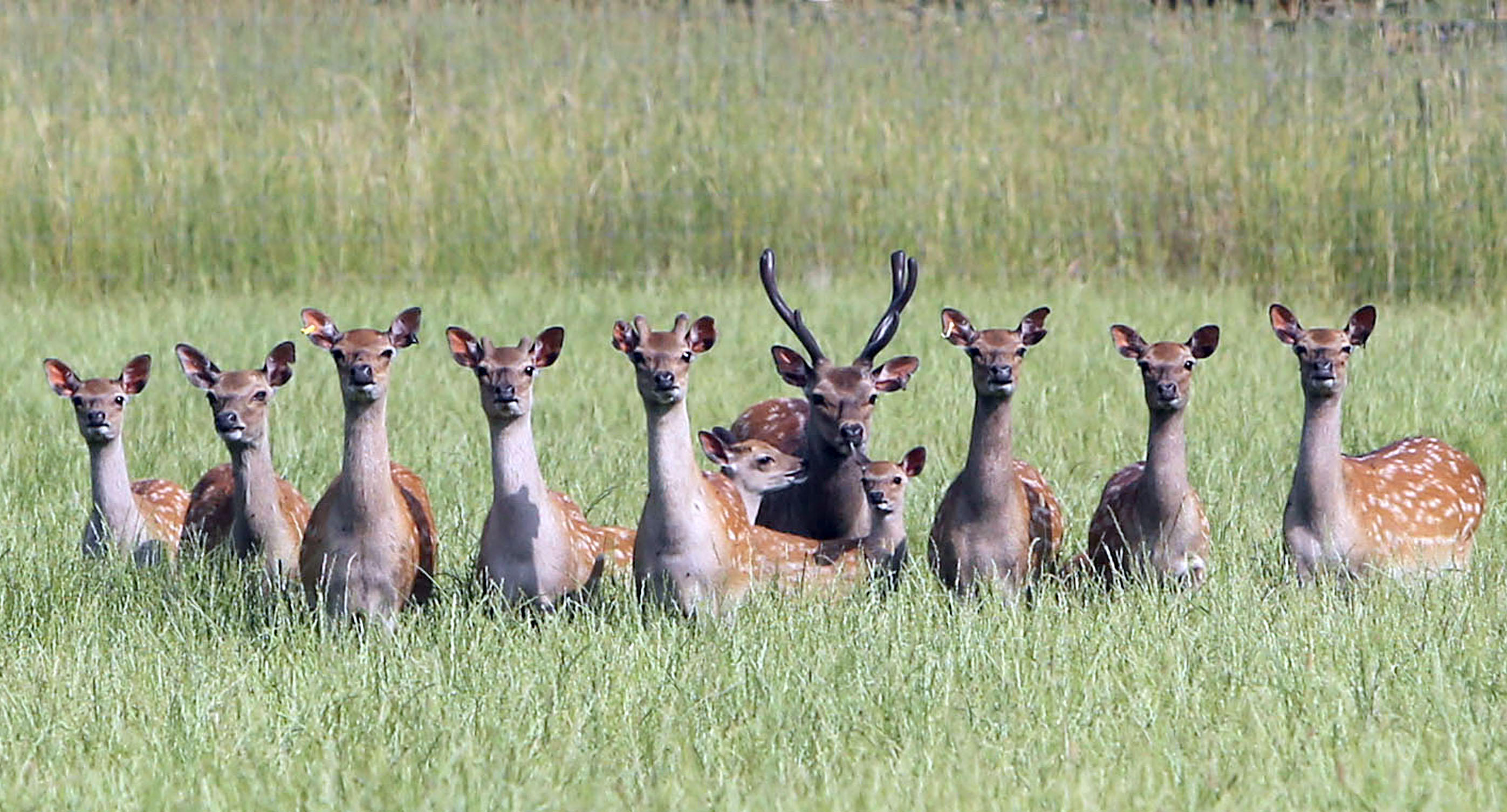 Devon’s Crealy Great Adventure Park welcomes royal deer family | The ...