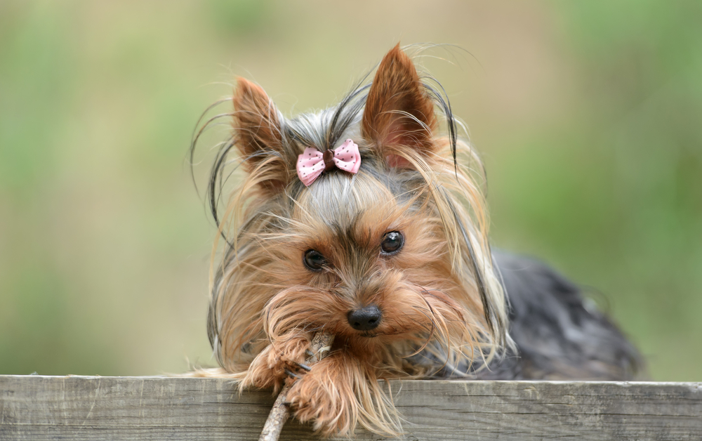 Top 20 Cutest Dog Breeds Around The World Dog Breeds - vrogue.co