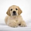 a yellow golden retriever puppy is lying down looking at the camera