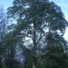 Lucombe Oak, courtesy of Forestry Commission 