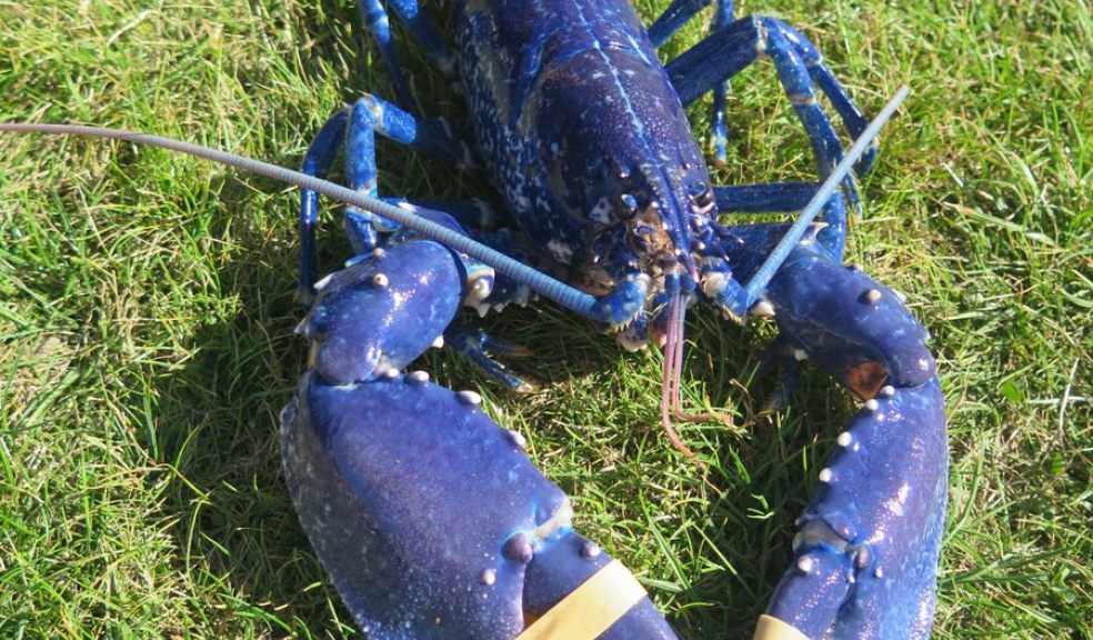 Swimming the blues... 1 in 2m lobster caught off Devon coast | The ...