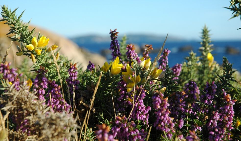 Wildflower Walk On Woodbury Common | The Exeter Daily