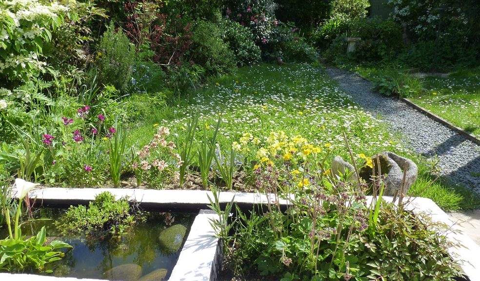 Wildlife pond in garden