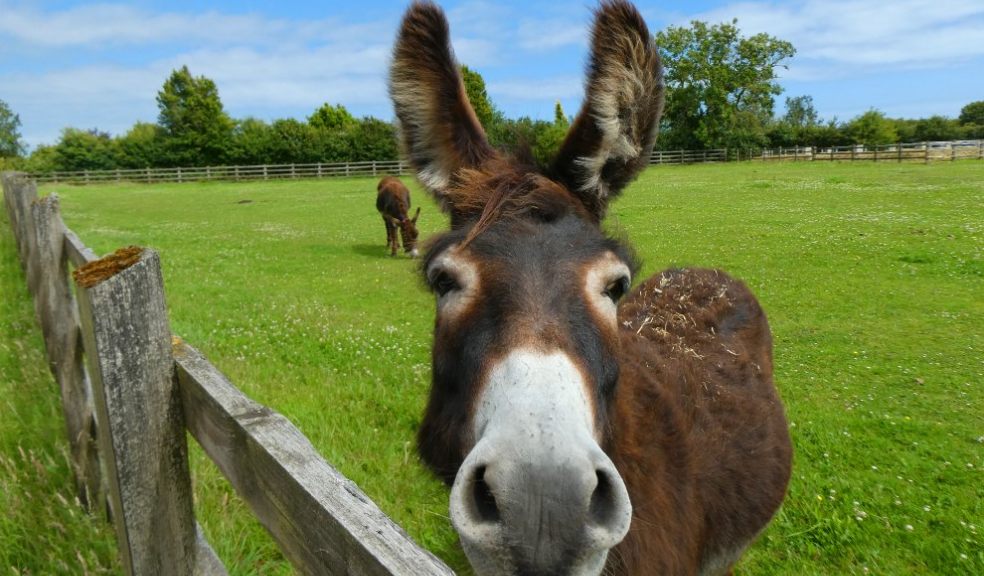 May opening for The Donkey Sanctuary Sidmouth 