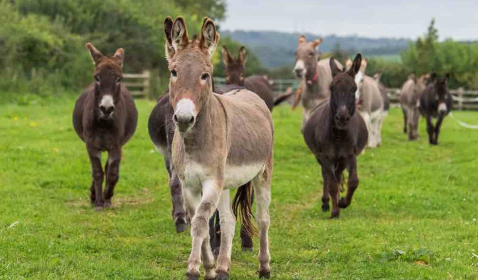 Visit The Donkey Sanctuary This May Half Term, For A Week Packed Full 