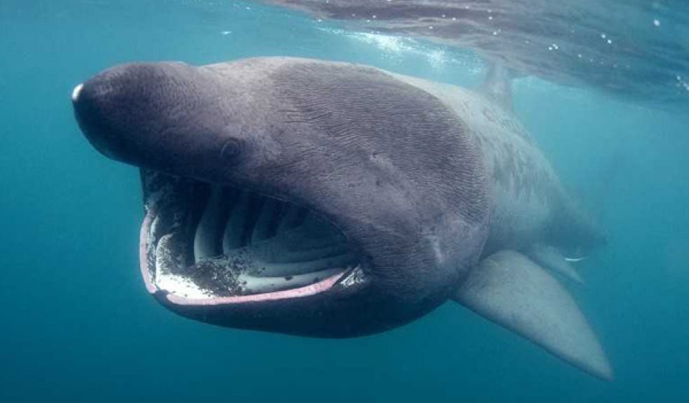 Playing Tag With Sharks Off The West Coast Of Scotland 