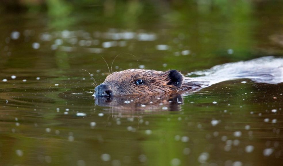 Beaver in river. Credit David Chapman.jpg.jpeg