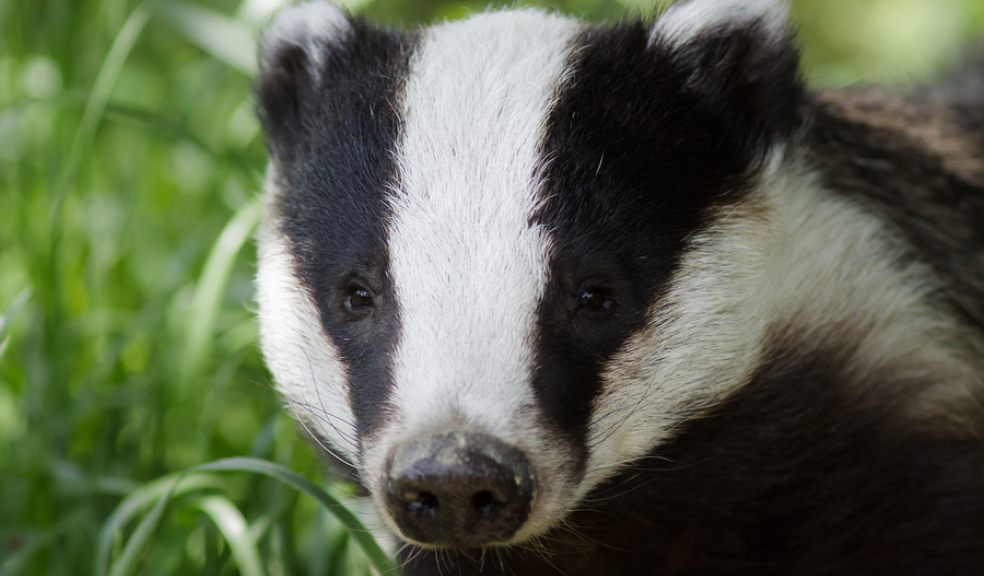 Devon Badger Group's events for National Badger week | The Exeter Daily