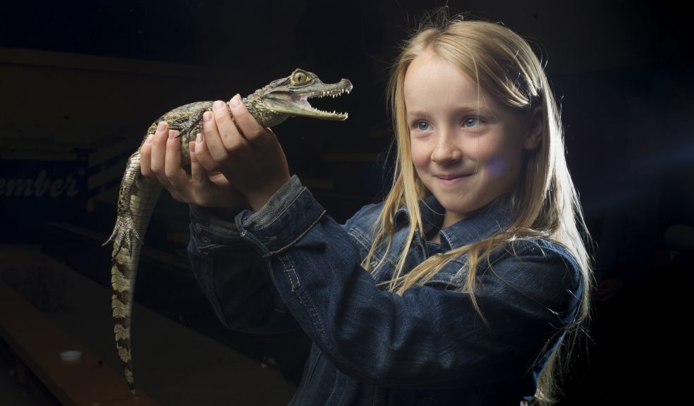 Crocodile Joe welcomes new reptiles to Crealy | The Exeter Daily