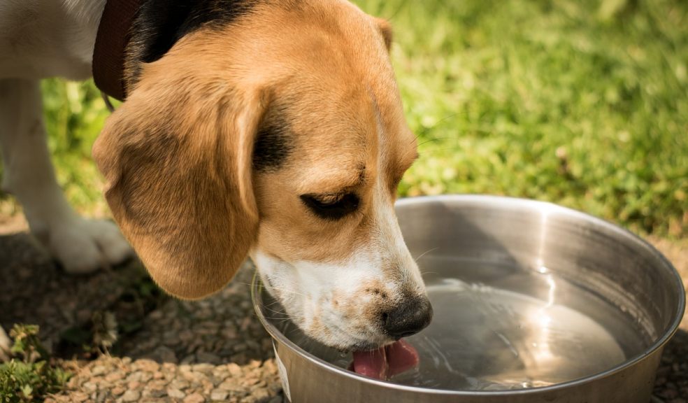 How to keep your dog healthy during summer | The Exeter Daily