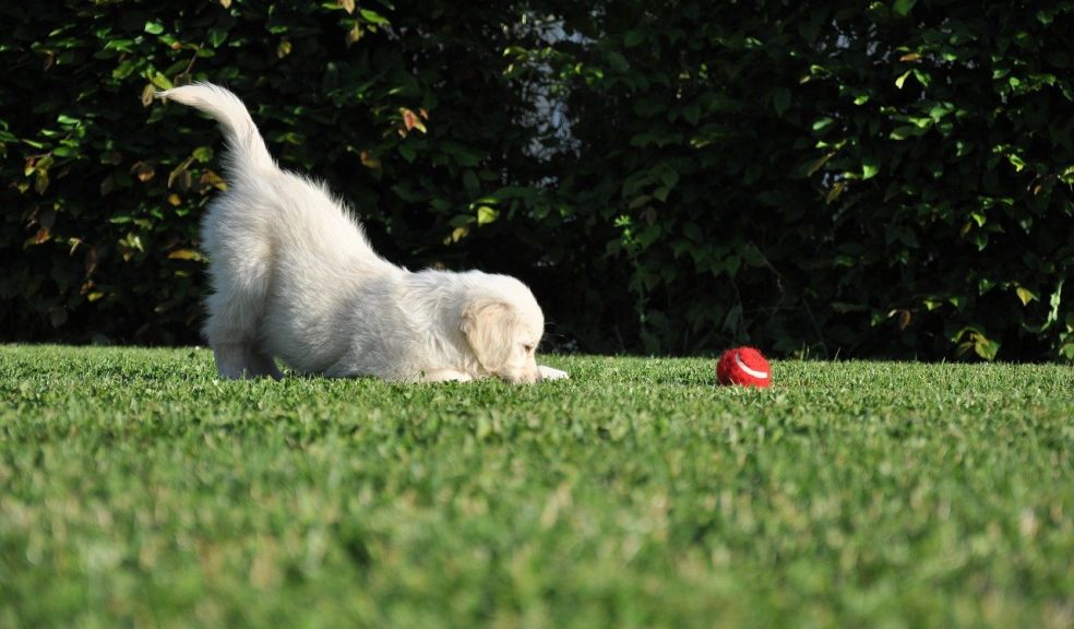 Fenceless dog outlet barrier