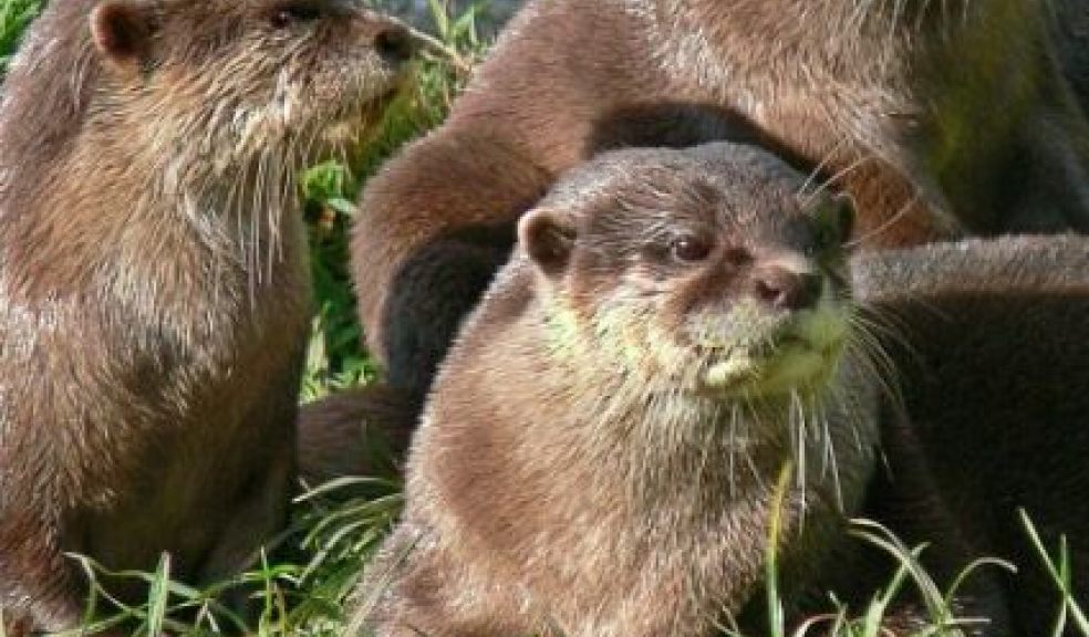 Otter Trail | The Exeter Daily