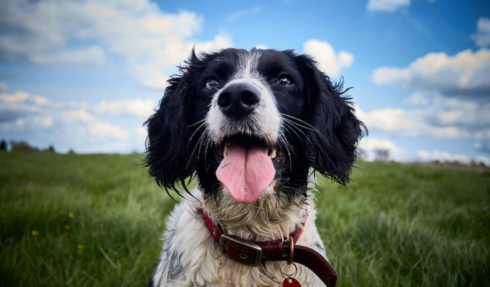 A Guide to Rehoming an Ex-Working Dog | The Exeter Daily