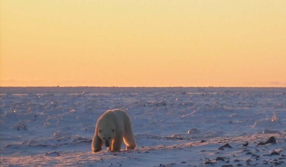 Polar bears are victims in public war of words | The Exeter Daily