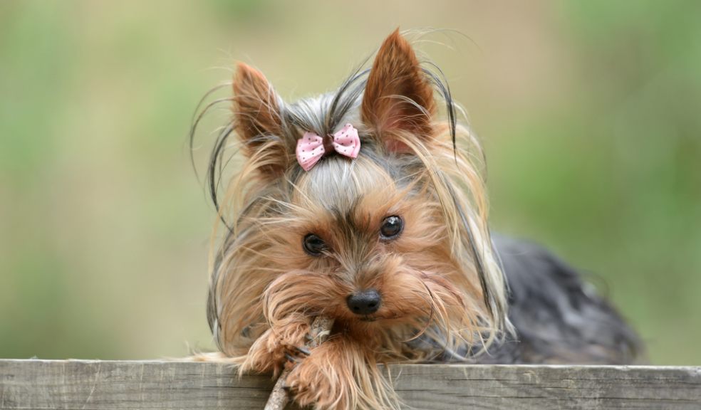 Top 10 hot sale cutest dogs