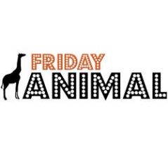 fridayanimal