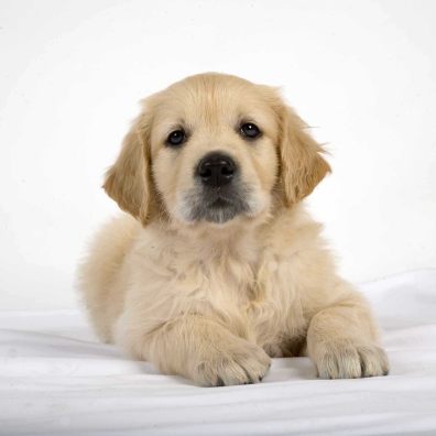 a yellow golden retriever puppy is lying down looking at the camera