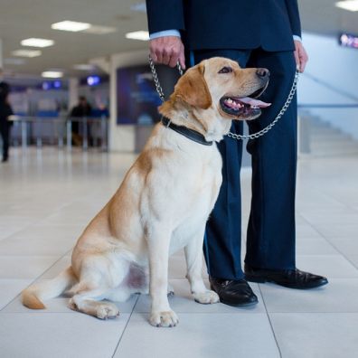 COVID, SNIFFER DOGS