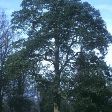 Lucombe Oak, courtesy of Forestry Commission 