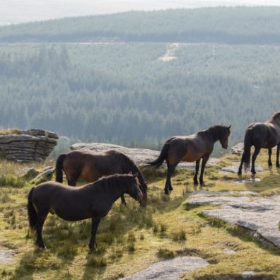 Dartmoor Pony Heritage Trust